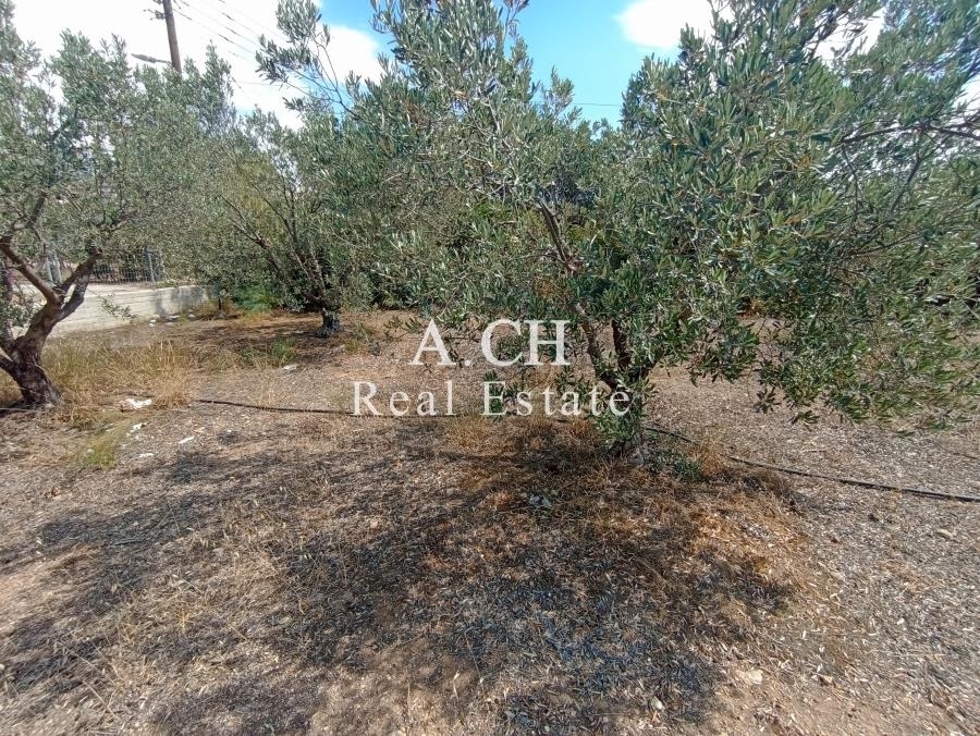 (For Sale) Land Plot || East Attica/Kalyvia-Lagonisi - 1.308 Sq.m, 450.000€ 