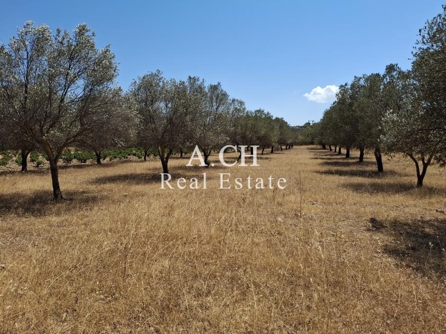 (Προς Πώληση) Αξιοποιήσιμη Γη Αγροτεμάχιο || Ανατολική Αττική/Κερατέα - 2.500 τ.μ, 54.000€ 