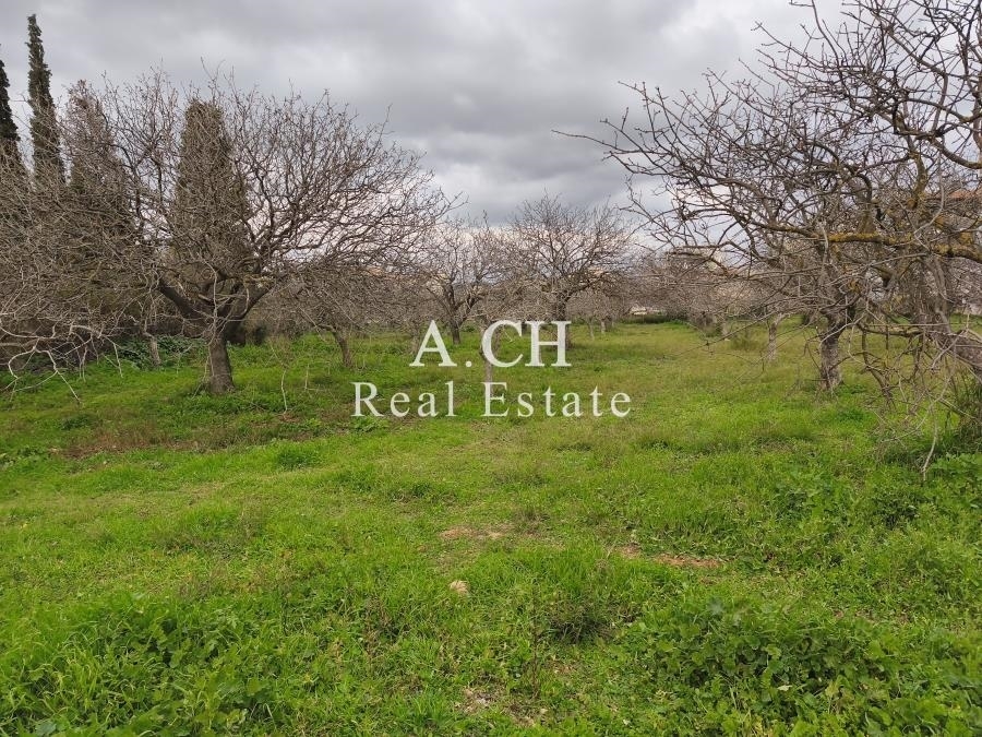 (For Sale) Land Plot || East Attica/Koropi - 1.633 Sq.m, 460.000€ 