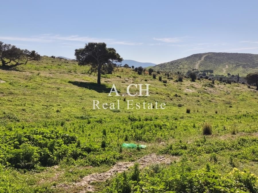 (Προς Πώληση) Αξιοποιήσιμη Γη Έκταση || Ανατολική Αττική/Καλύβια-Λαγονήσι - 13.000 τ.μ, 195.000€ 