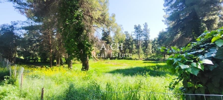 (Προς Πώληση) Αξιοποιήσιμη Γη Οικόπεδο || Ανατολική Αττική/Διόνυσος - 2.964 τ.μ, 1.000€ 